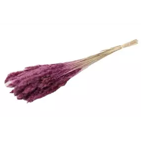 Fluffy Pampas getütet