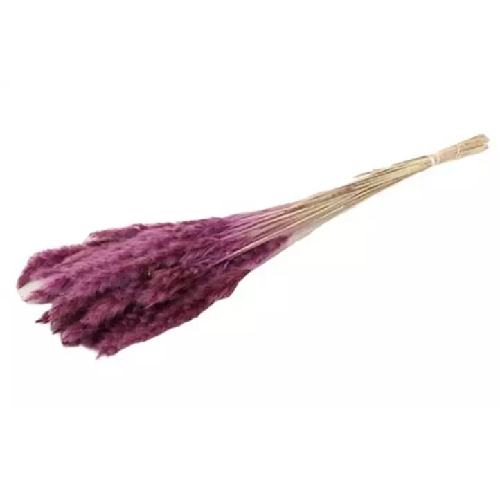 Fluffy Pampas getütet