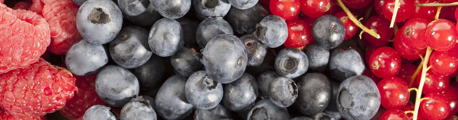 Rubus idaeus, Vaccinium corymbosum, Ribes rubrum