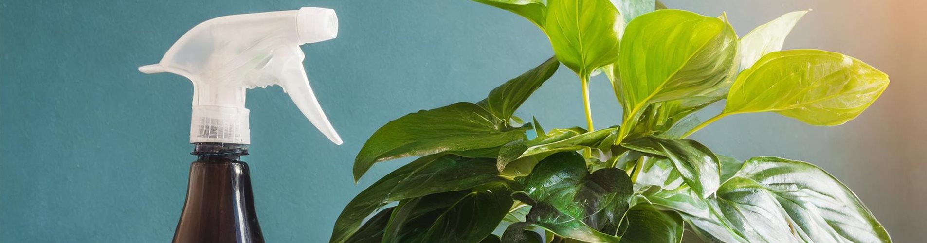 Firefly ein Pflegespray für Pflanzen steht neben einer Pflanze 56951-0-0-2304-1296