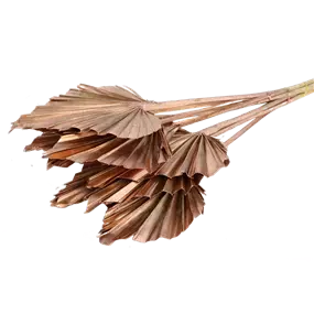 Palmspeer 10 Stk/Pkg.