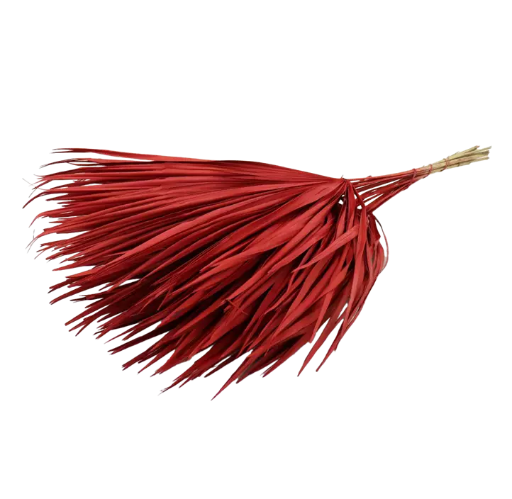 Palmblatt Chamerops 10Stk Bd.