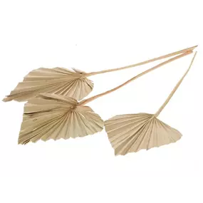 Palmspeer 3 Stk/Pkg.