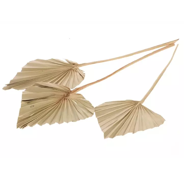 Palmspeer 3 Stk/Pkg.