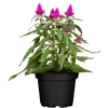 bellaflora Gartencenter GmbH