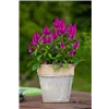 bellaflora Gartencenter GmbH