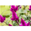 bellaflora Gartencenter GmbH