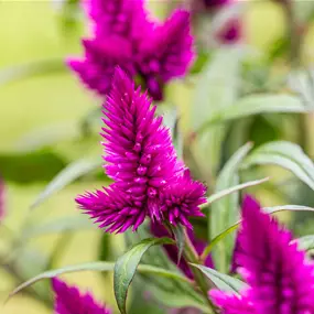Celosia argentea Deep Purple Caracas
