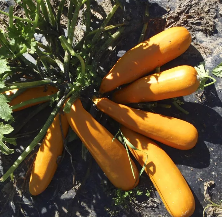 Zucchini gelb