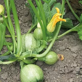 Cucurbita pepo