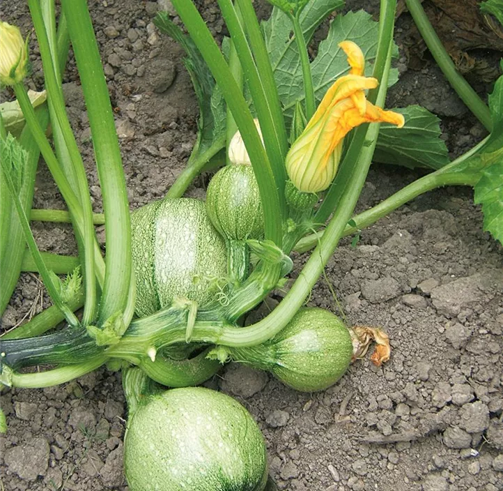Zucchini rund