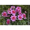 bellaflora Gartencenter GmbH