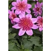 bellaflora Gartencenter GmbH