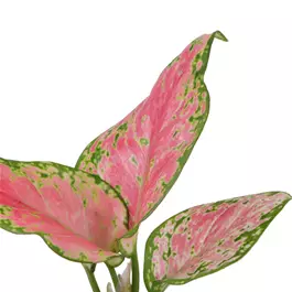 Aglaonema Red Valentine