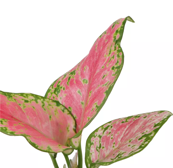 Kolbenfaden 'Red Valentine'