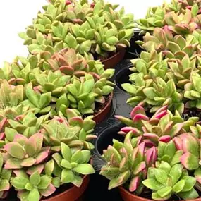 Anacampseros sunrise