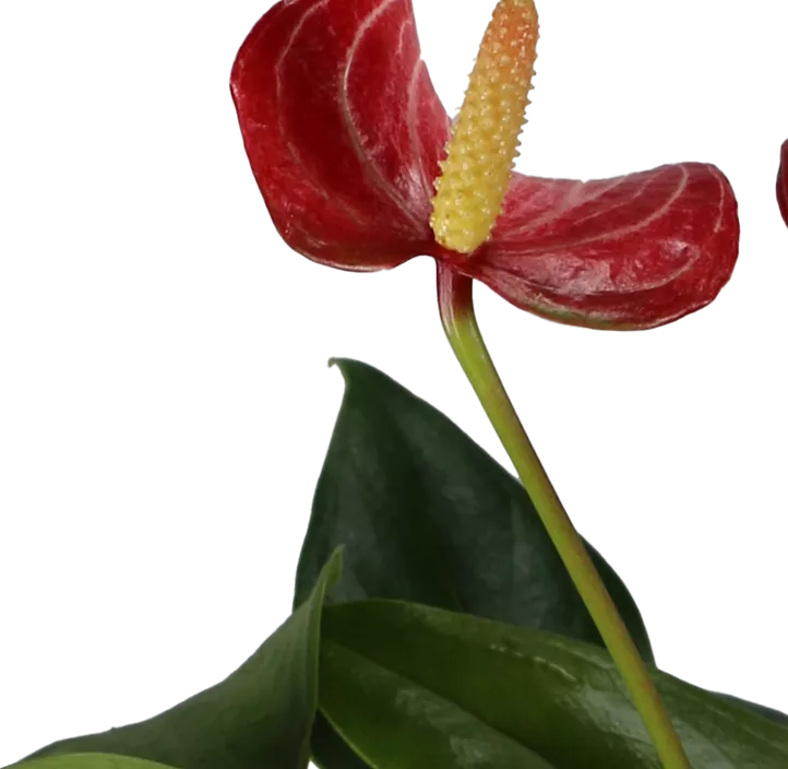 Flamingoblume 'Livium'