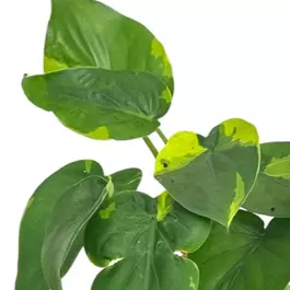 Alocasia cuculata 'Flame'