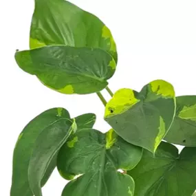 Alocasia cuculata 'Flame'