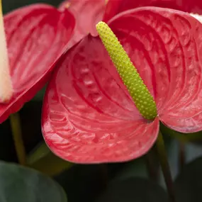 Anthurium andreanum Royal Red