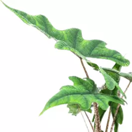 Alocasia Jacklyn