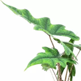 Alocasia Jacklyn
