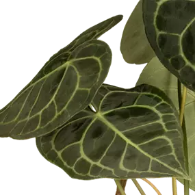 Anthurium clarinervium