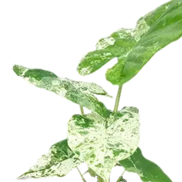 Alocasia macrorrhiza 'Splash'