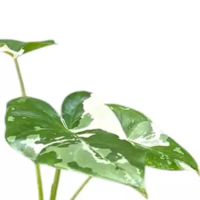 Alocasia macrorrhiza variegata