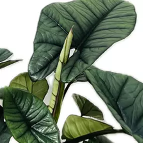 Alocasia Platinum