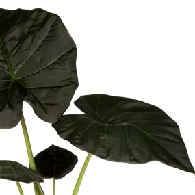 Alocasia regal shields