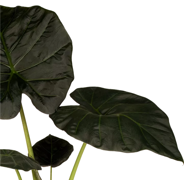 Pfeilblatt 'Regal Shields'