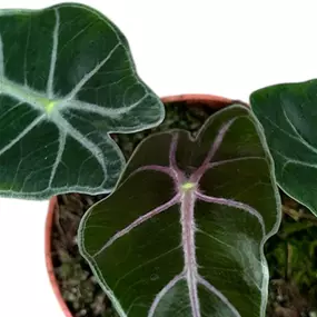Alocasia Suhirmaniana Purple