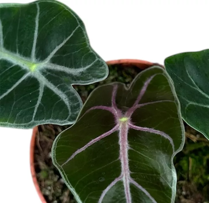 Alocasia Suhirmaniana Purple