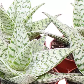 Aloe Demi