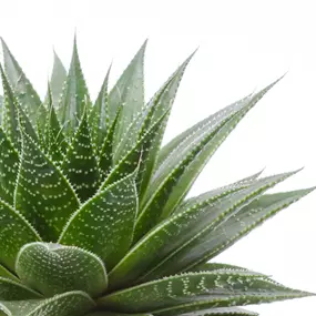 Aloe gladiator in Kermik Nice