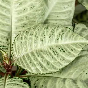 Aphelandra White Wash