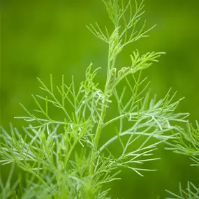 Artemisia abrotanum