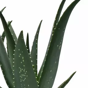 Aloe Medivera® Equator