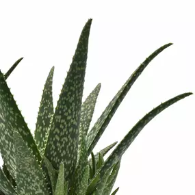 Aloe Medivera® Tropical