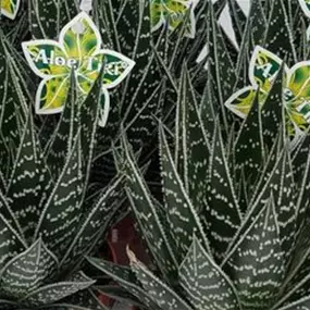 Aloe Tiki Tahi