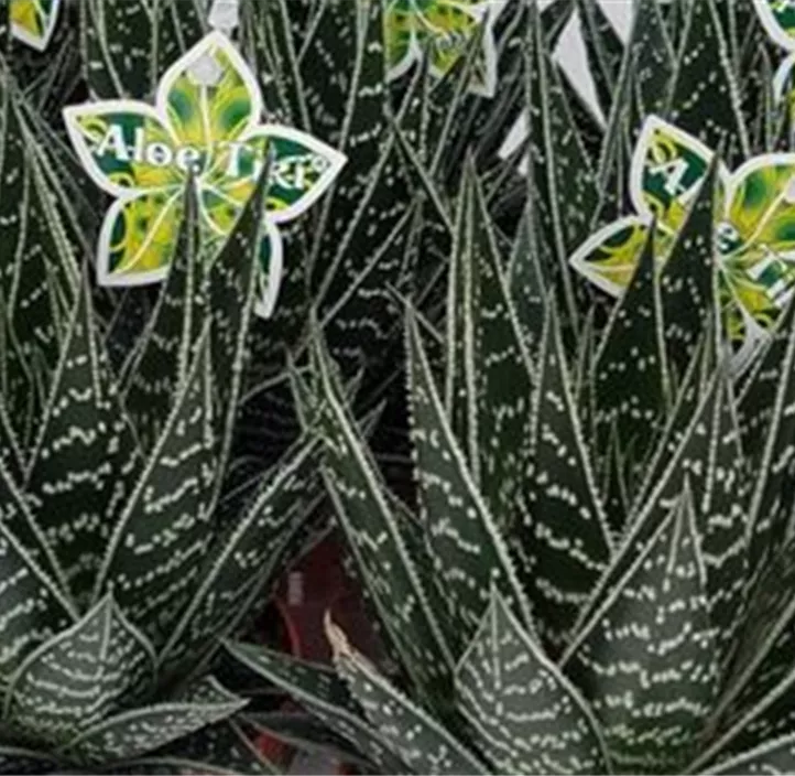 Aloe 'Tiki Tahi'