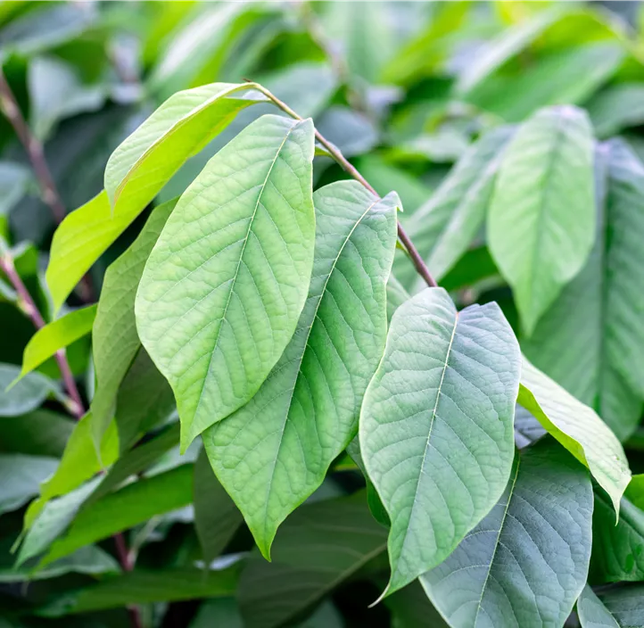 Indianer Banane® 'Prima'