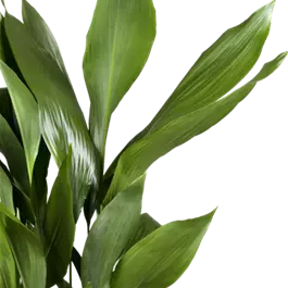 Aspidistra elatior