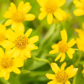 Arnica montana Heilkräuter