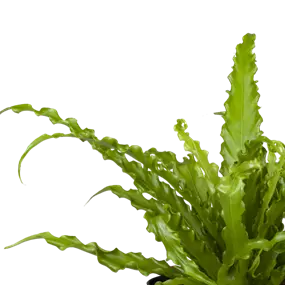 Asplenium antiquum Osaka