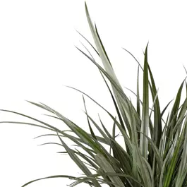 Astelia x nervosa 'Silver Shadow'