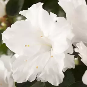 Azalee Hortinno Noralinde