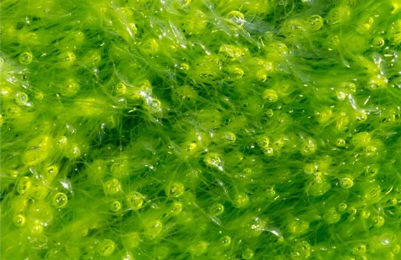 Algen - falsche Bewässerung 