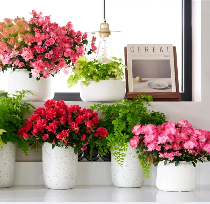 Zimmerazalee 'Hortinno® Quattro'